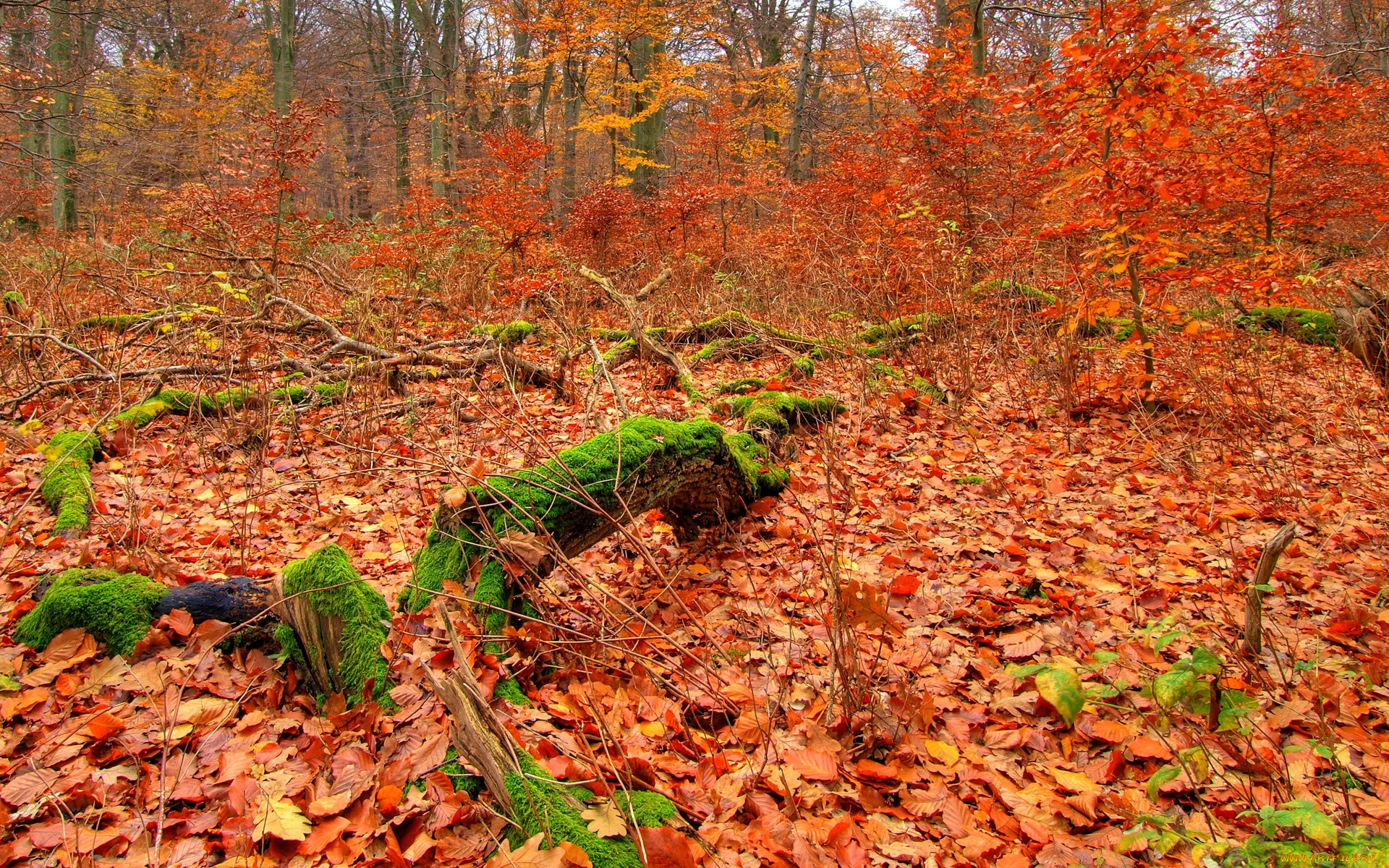 autumn, forest, , , , , 